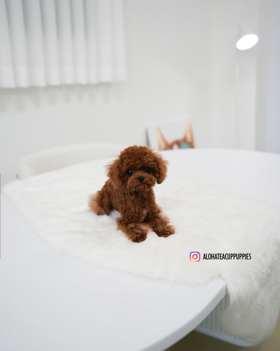 Koen [TEACUP POODLE]