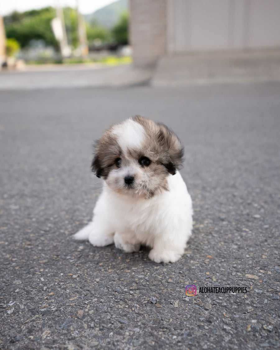 London [Coton de Tulear]