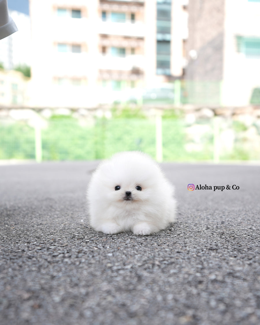 Lolly [TEACUP POMERANIAN]