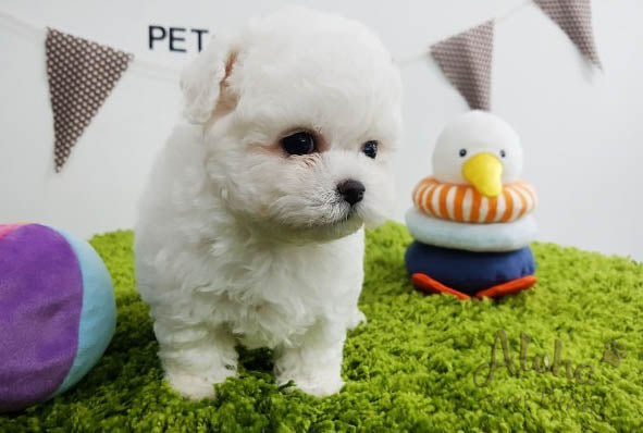 Sold to Den, Rocco [TEACUP BICHON]