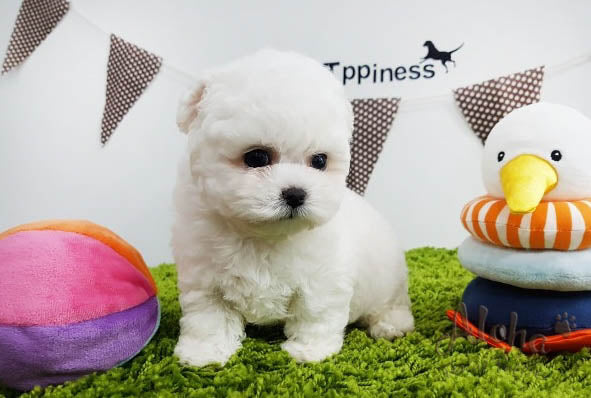 Sold to Den, Rocco [TEACUP BICHON]