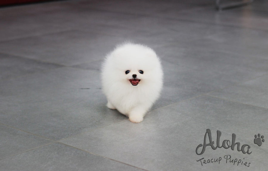 Sold to Katie, Angel [TEACUP POMERANIAN]