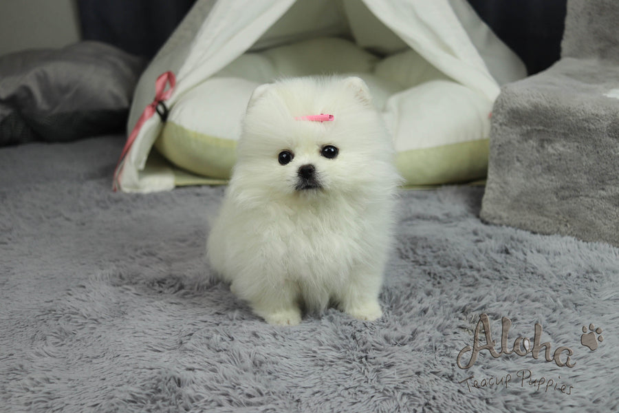 Sold to Paul, Cartier [Teacup Pomeranian]