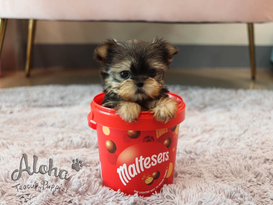 Lola [TEACUP Morkie]