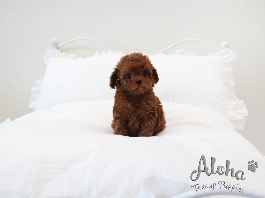 Luna [TEACUP POODLE]