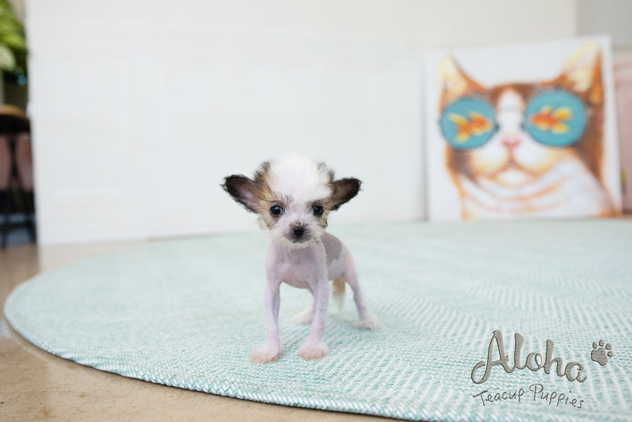Crested Dogs Teacup Chinese Crested Puppies For Sale Charlotte