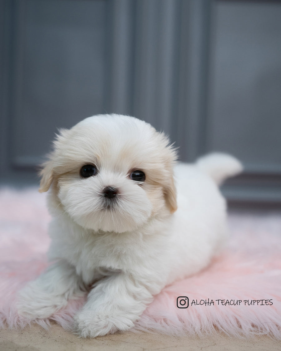 Coton Shih Tzu Puppies For Sale Coton De Tulear Dog Breed Health
