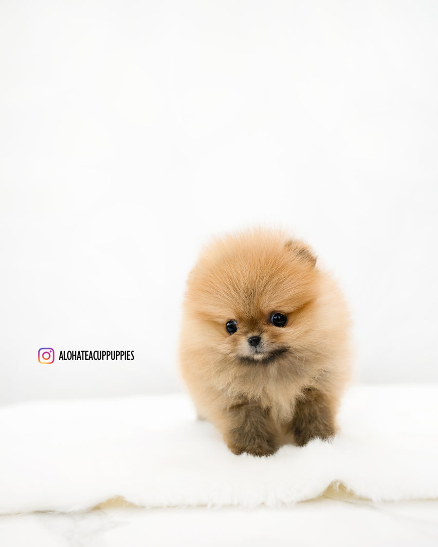 Lumi [TEACUP POMERANIAN]