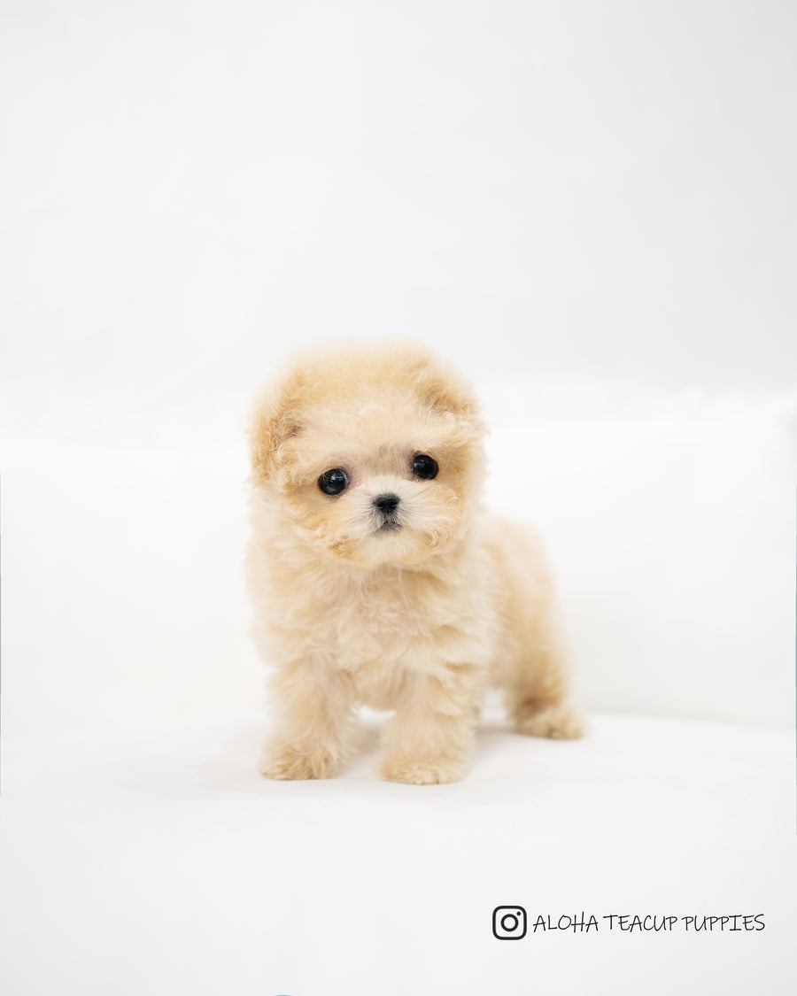 Teddy [TEACUP POODLE]