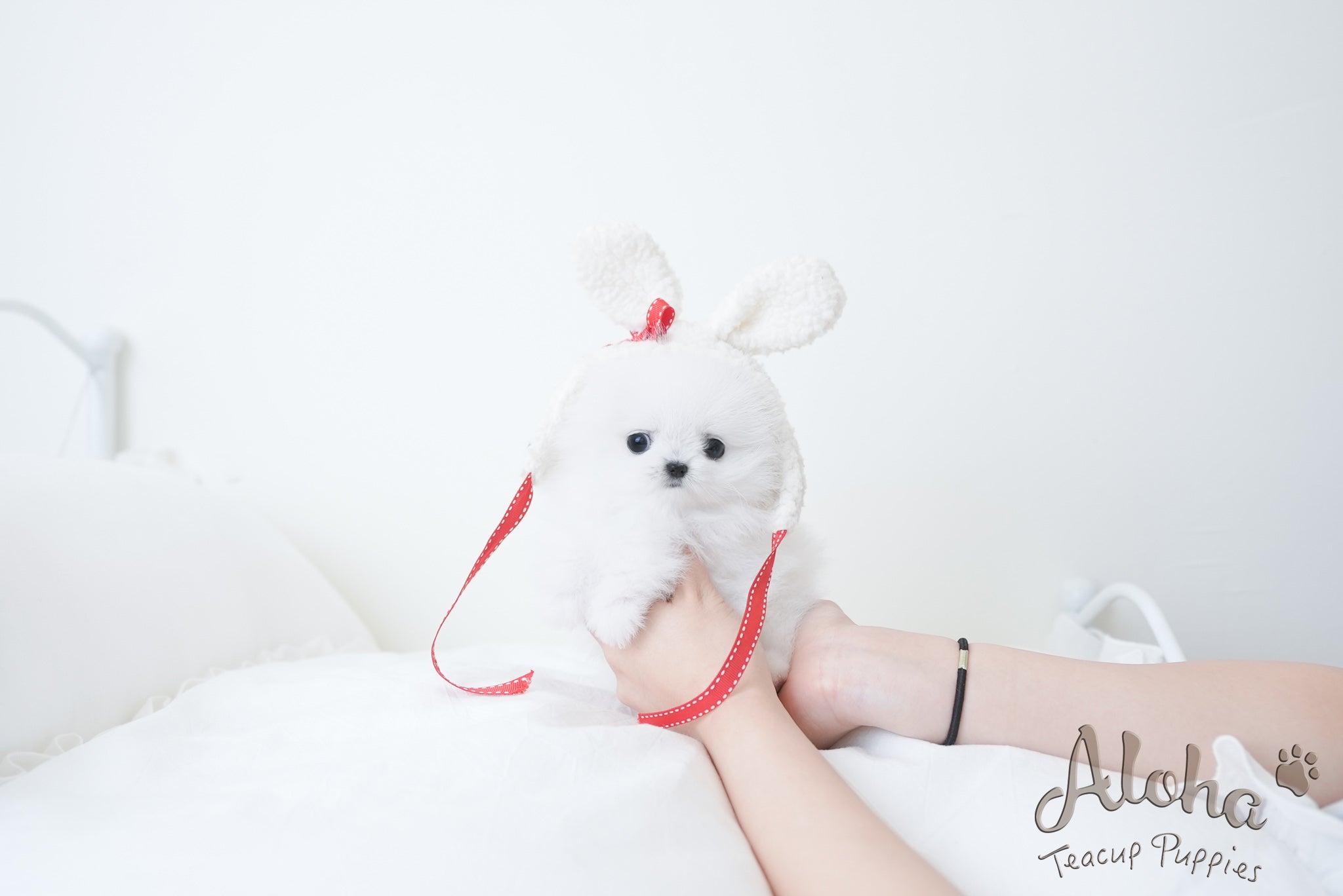 Amy [TEACUP POMERANIAN]