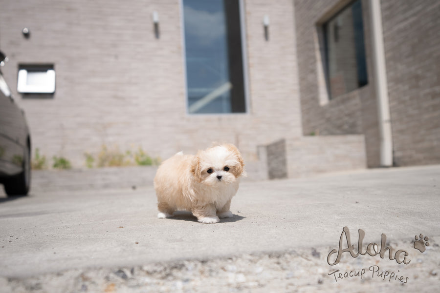 Mia [TEACUP MALTIPOO]