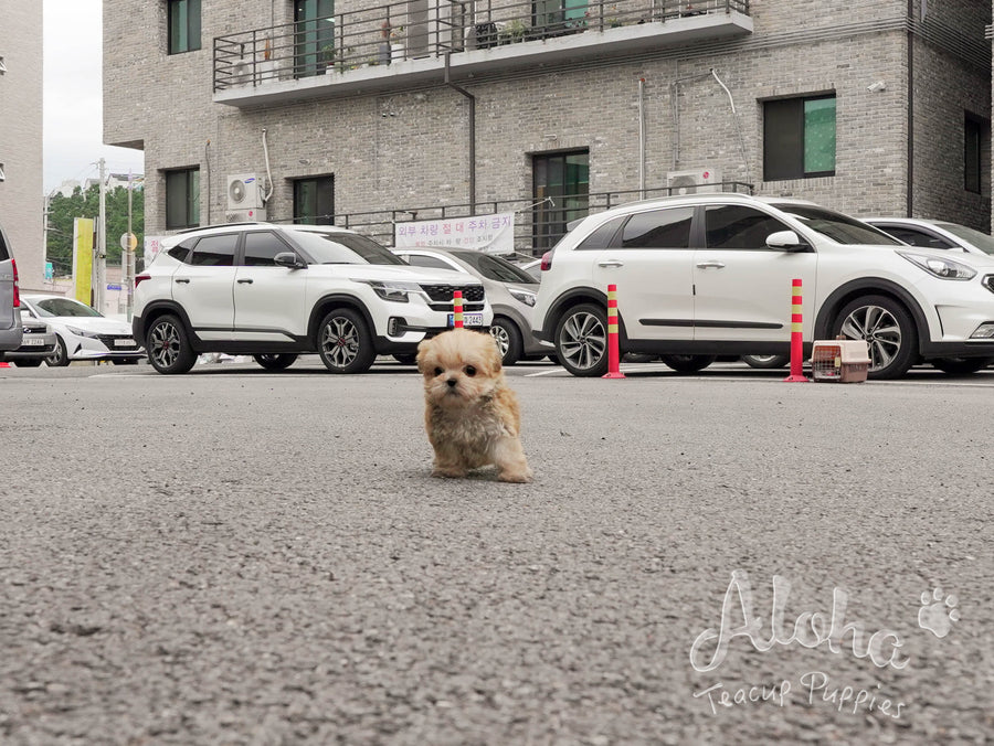 Cheese [TEACUP MORKIE]