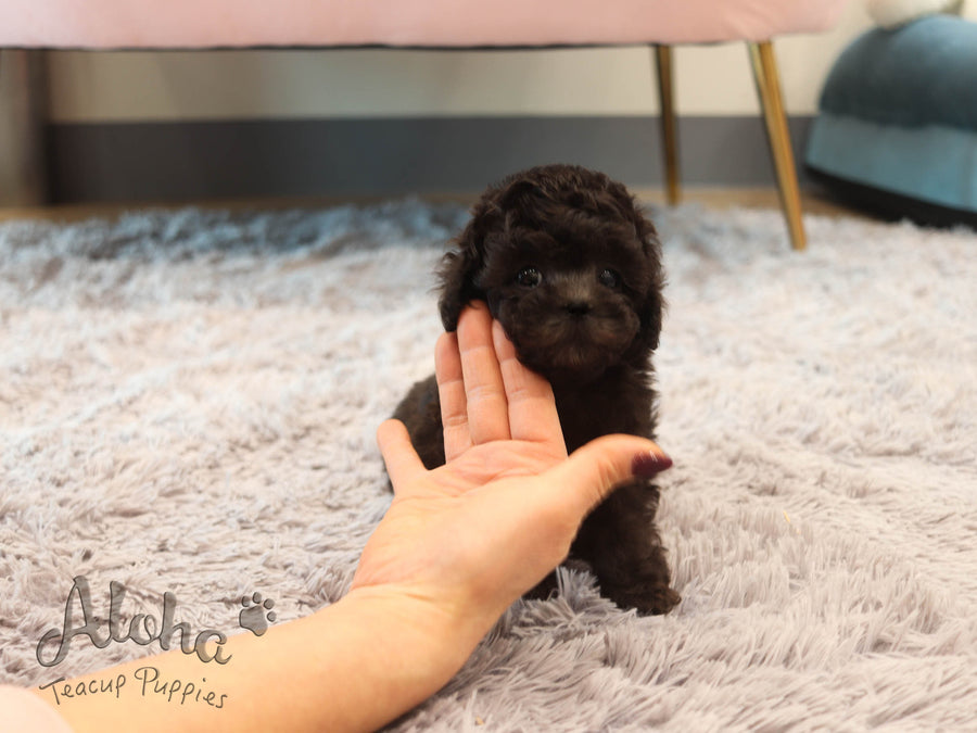 Holly [TEACUP POODLE]