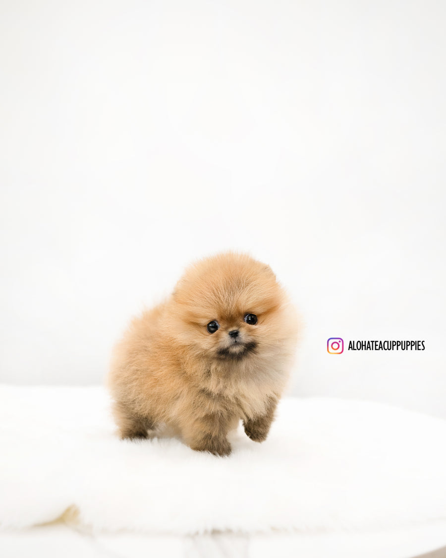 Lumi [TEACUP POMERANIAN]