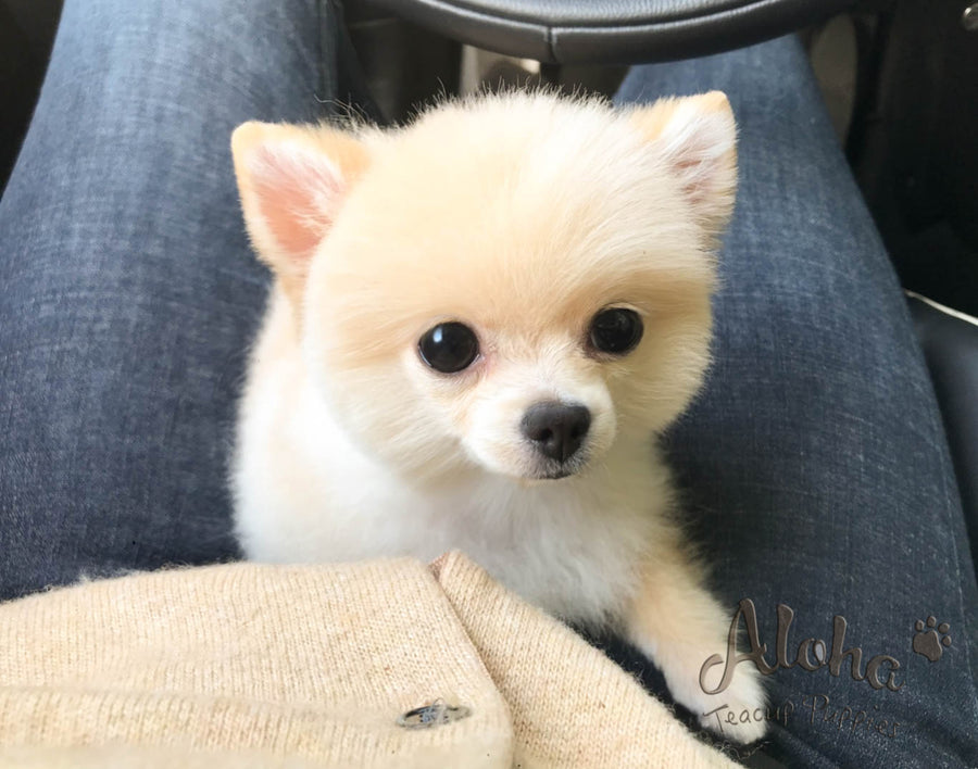 Sssniper Wolf Pomeranian Sssniperwolf Pet Ganick Softening Paw