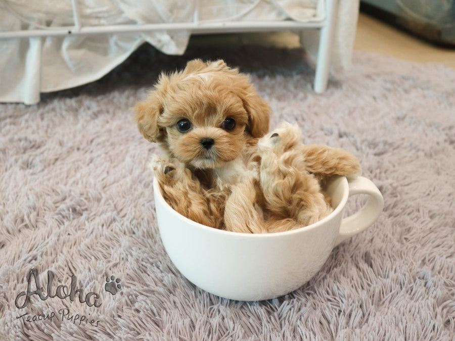 Morris [TEACUP MALTIPOO]