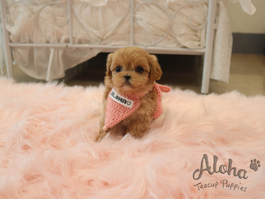 DOLLY [TEACUP MALTIPOO]