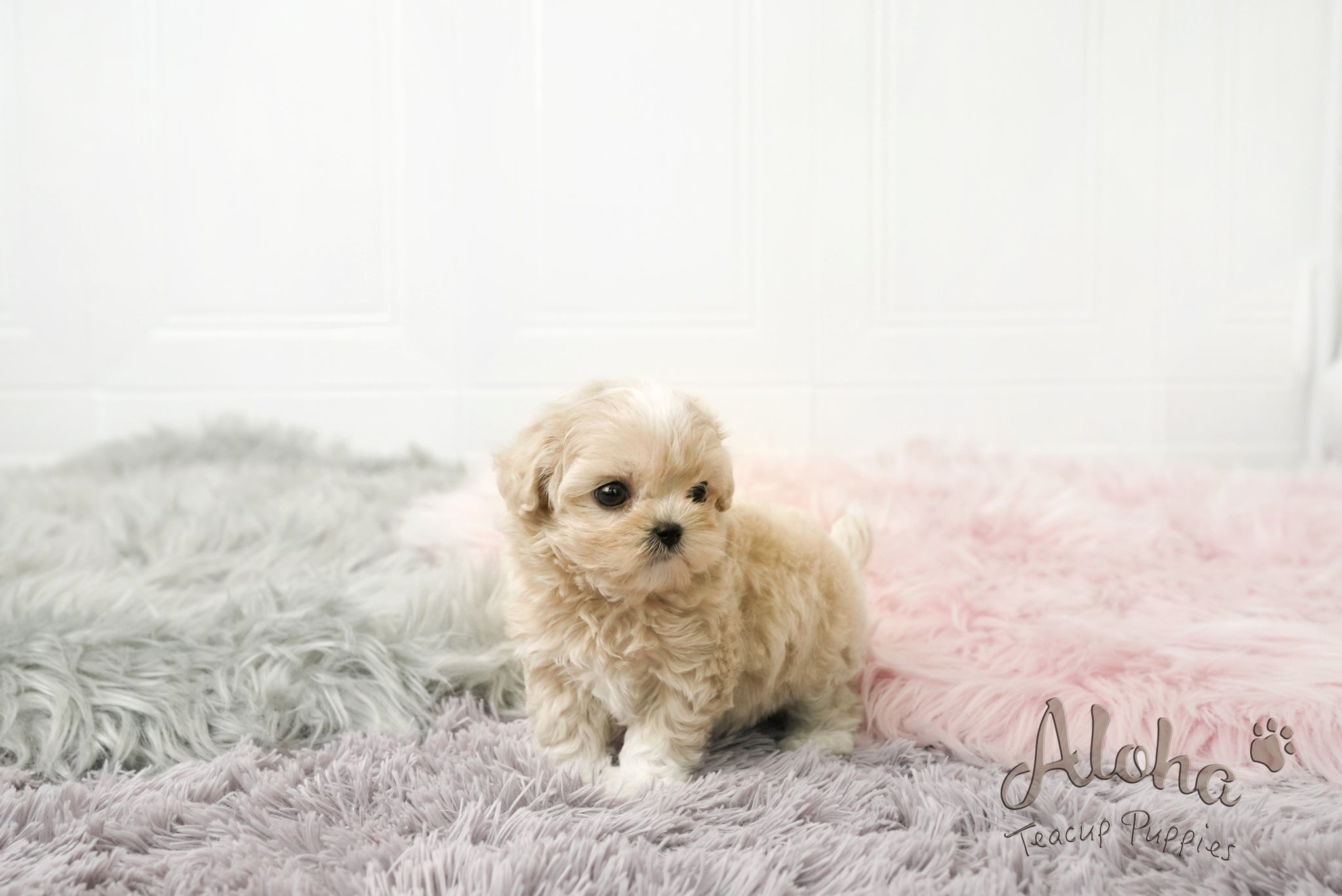 Andy [TEACUP MALTIPOO]