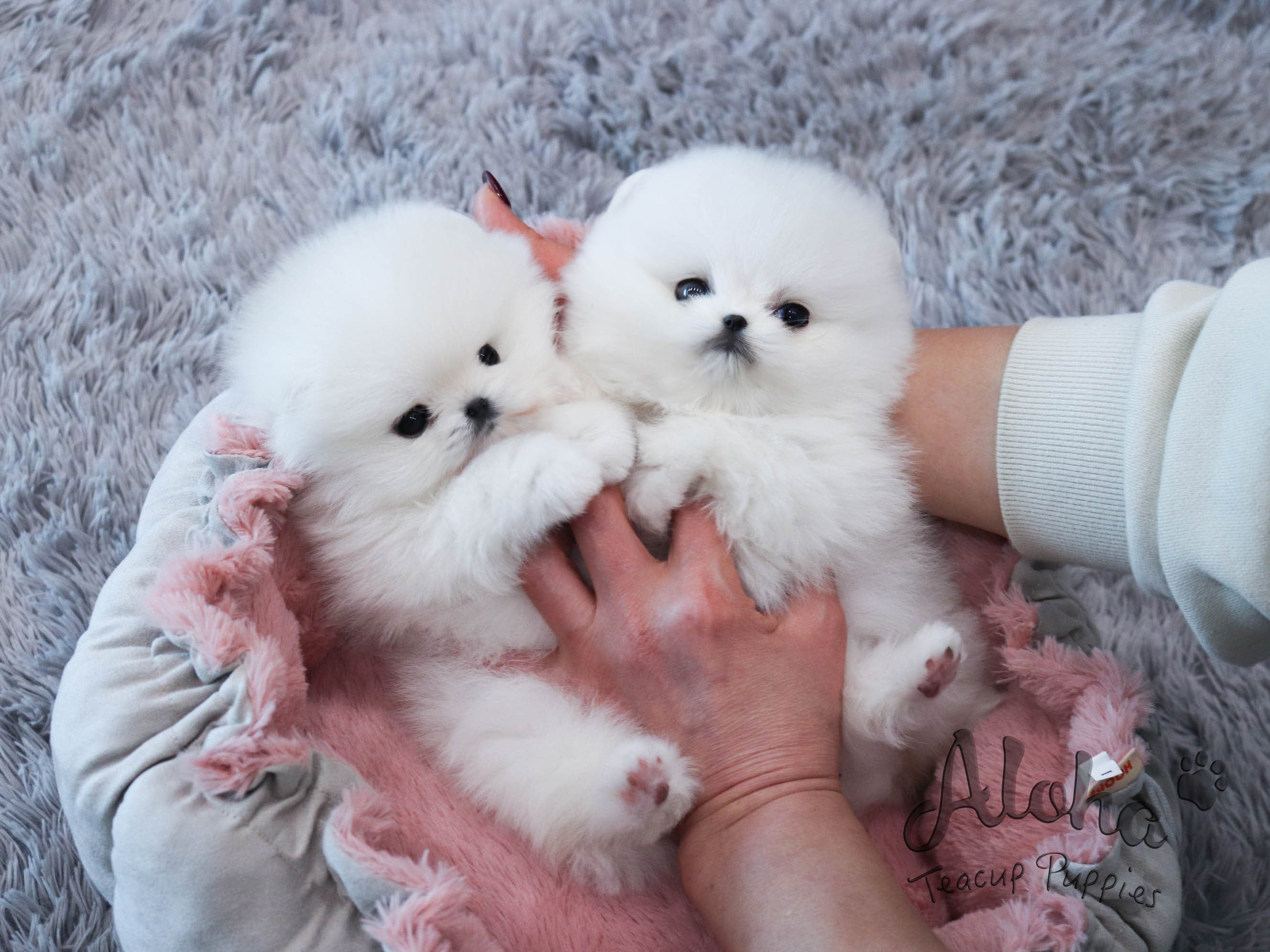 Melo&Molly [TEACUP POMERANIAN] – Aloha Teacup Puppies inc