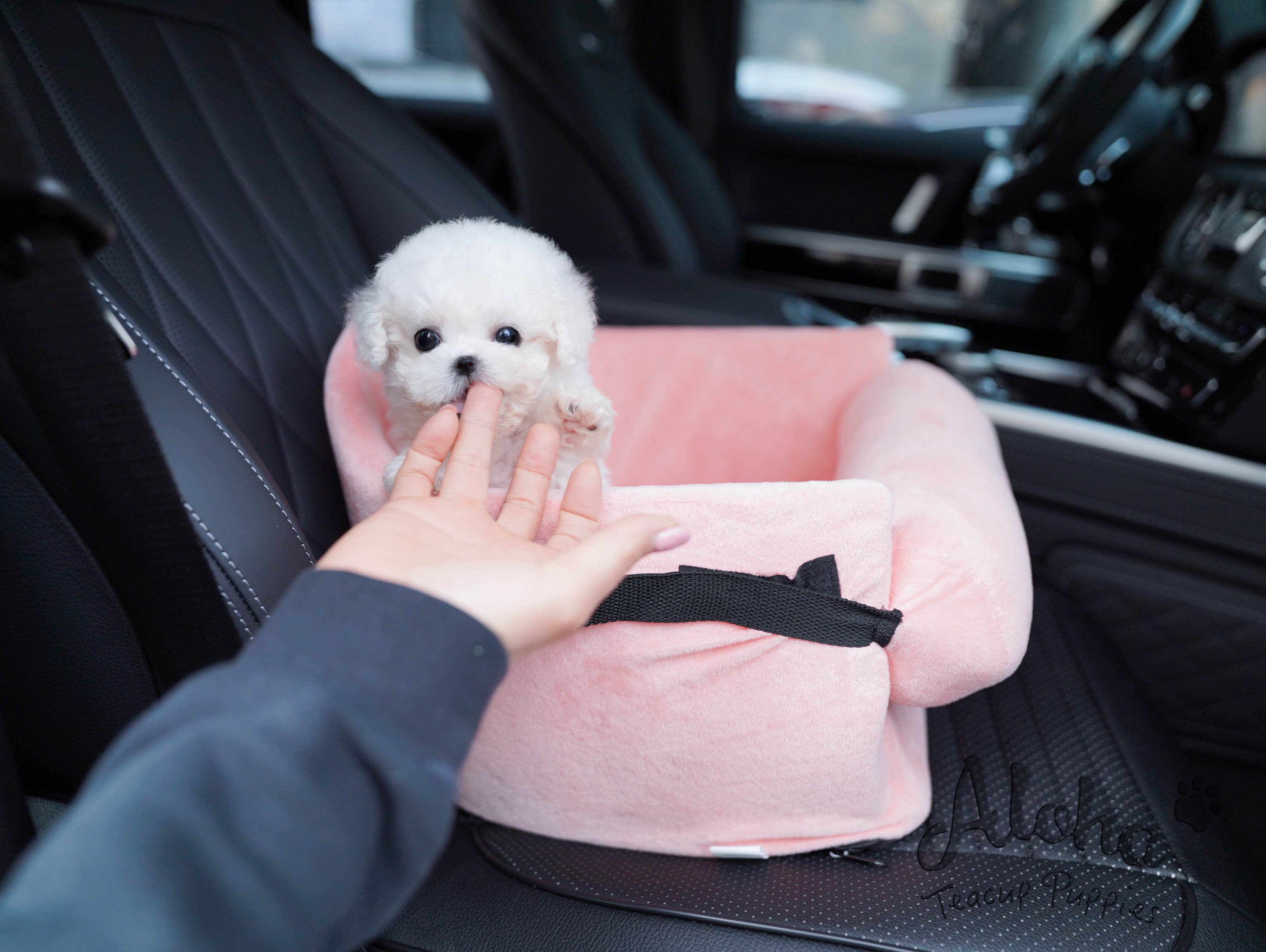 Angel [TEACUP Bichon]