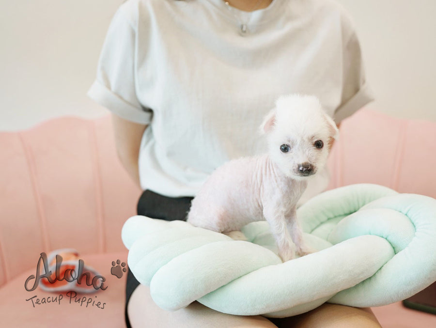 Roma [TEACUP Chinese Crested]