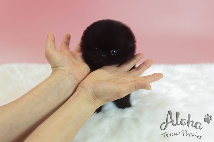 Sold to Stefan, Holly [TEACUP POMERANIAN]