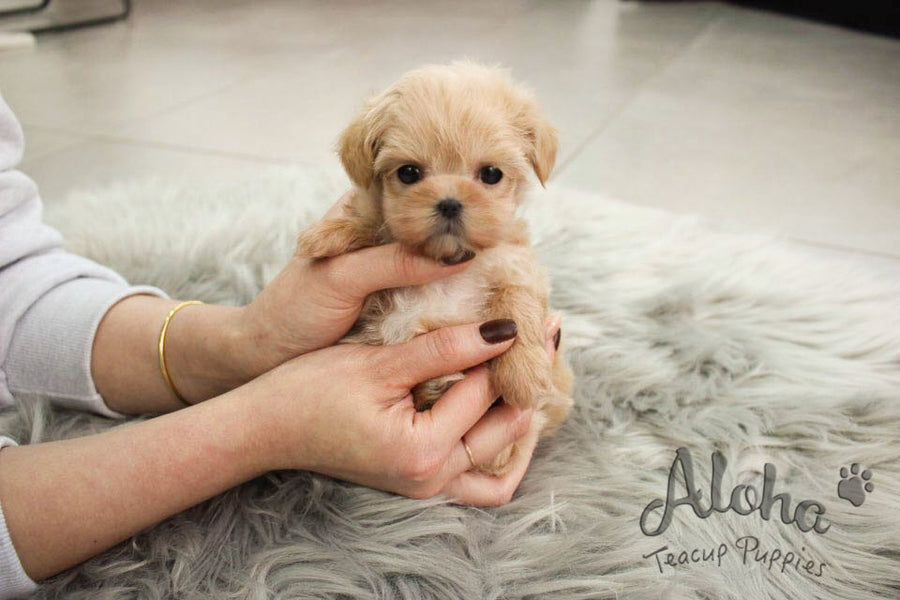 Dorothy [TEACUP Maltipoo]