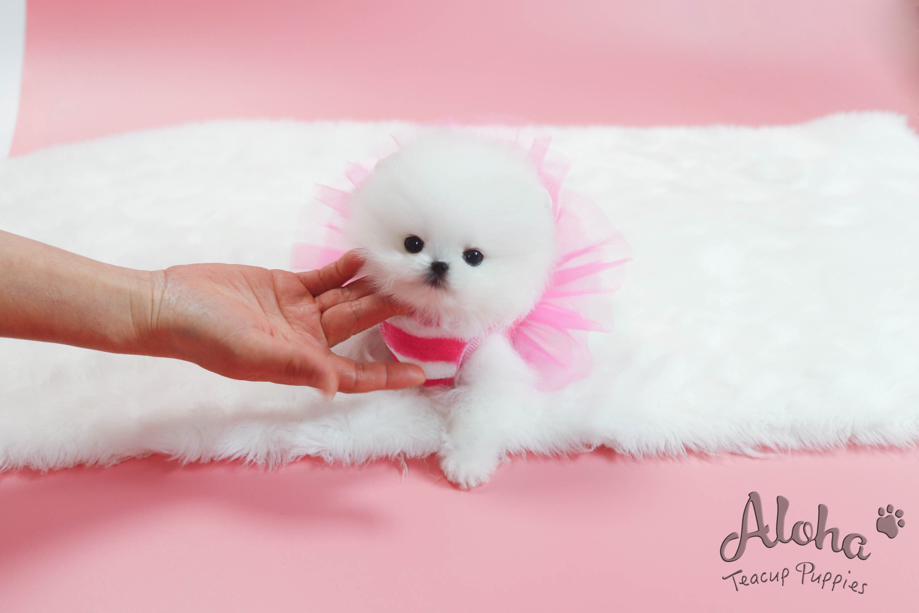 Anna [TEACUP POMERANIAN] – Aloha Teacup Puppies inc