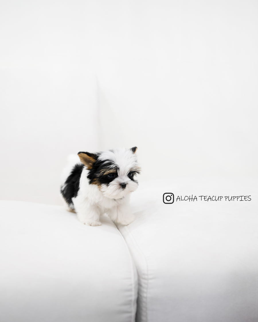 Jayden [TEACUP Biewer Terrier]