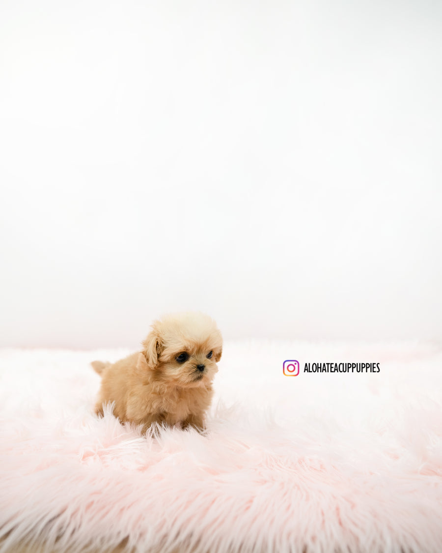 Cooper [TEACUP MALTIPOO]