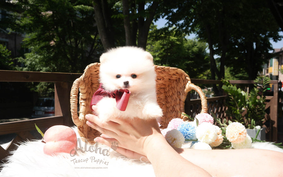 Biscuit - [Pomeranian]