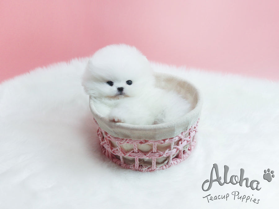 Sold to Yuri, Marshmallow [TEACUP POMERANIAN]