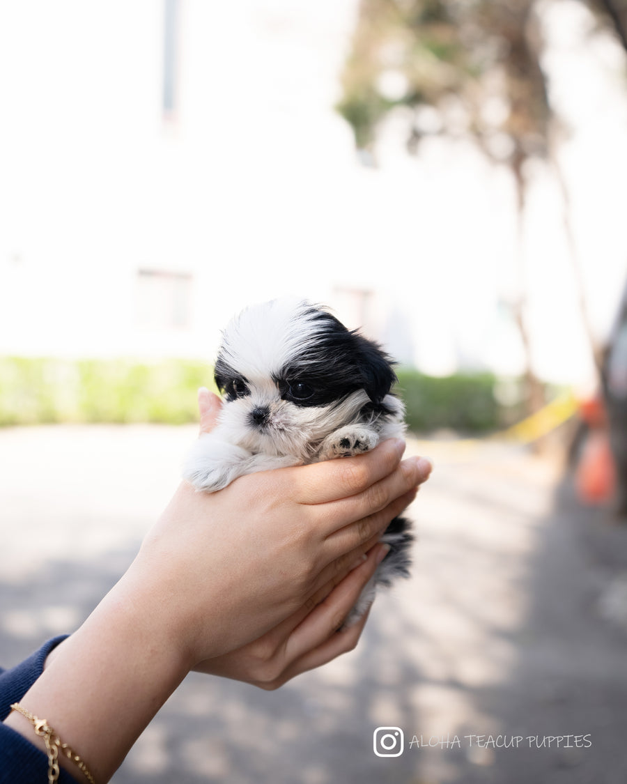 Jude [TEACUP SHIHTZU]