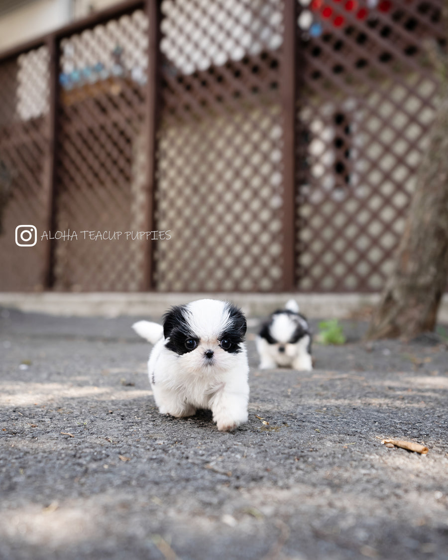 Freya [TEACUP SHIHTZU]