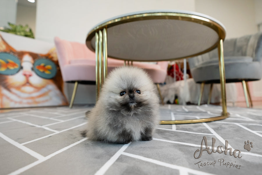 Bianca [TEACUP POMERANIAN]