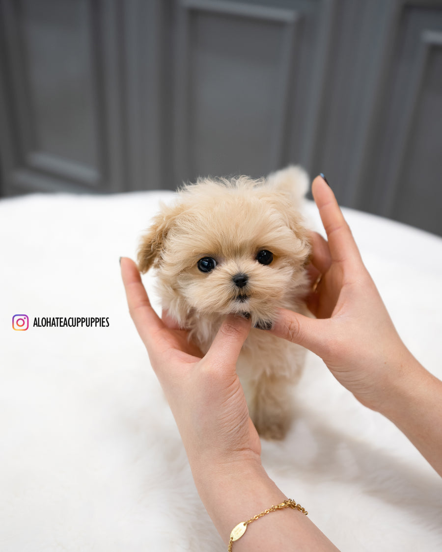 Teacup Maltipoo Puppies Papitese Puppies Near Me Maltipoo Puppies