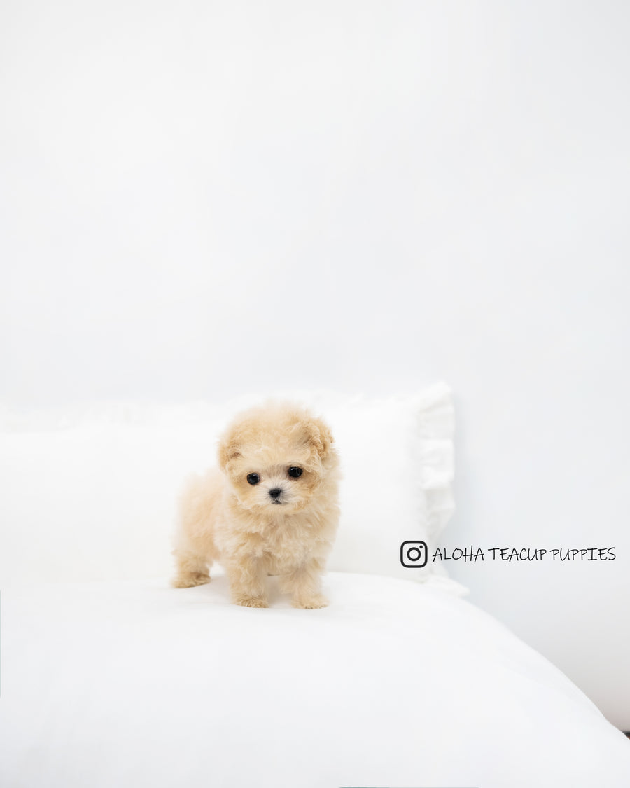 Teddy [TEACUP POODLE]