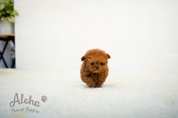 Thor [TEACUP POODLE]