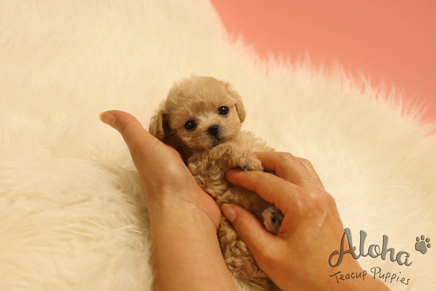 Angel [TEACUP MALTIPOO]