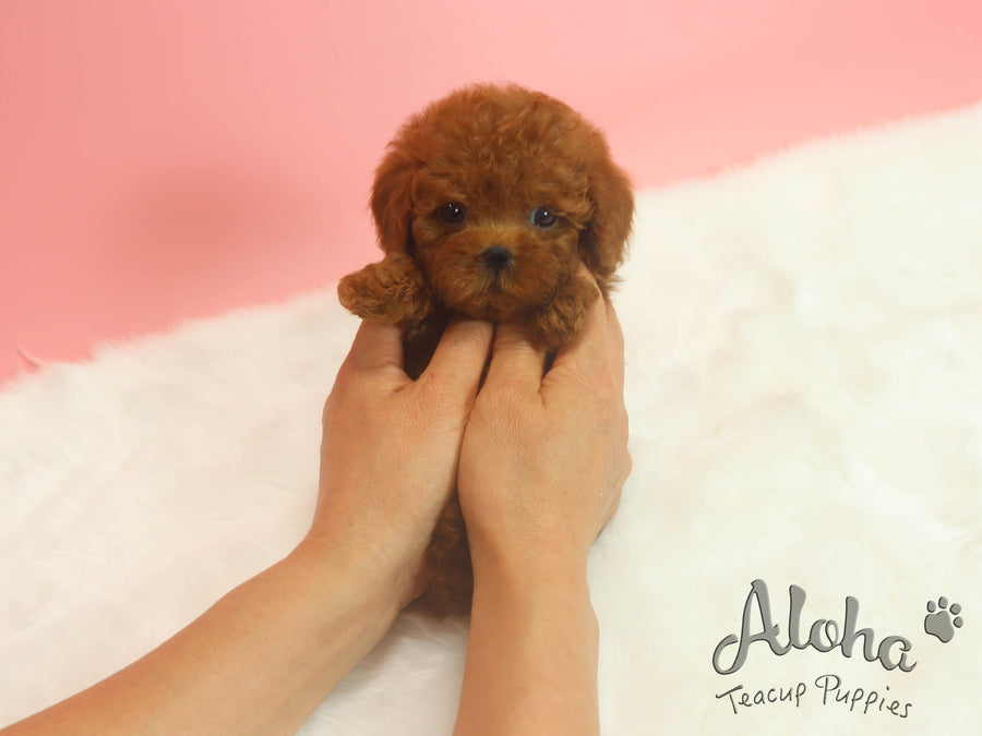 Sold Isabela, Diana [TEACUP MAltipoo]