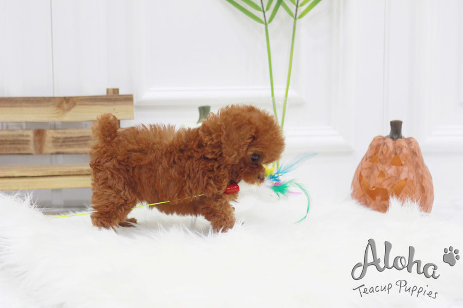 Sold to Lorraine, Champ [TEACUP POODLE]