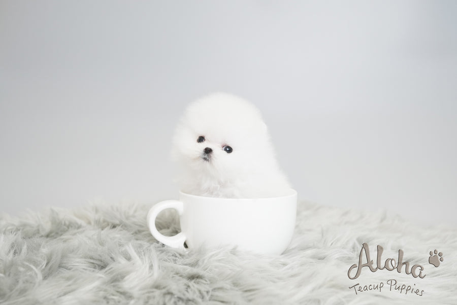 Leah [TEACUP POMERANIAN]