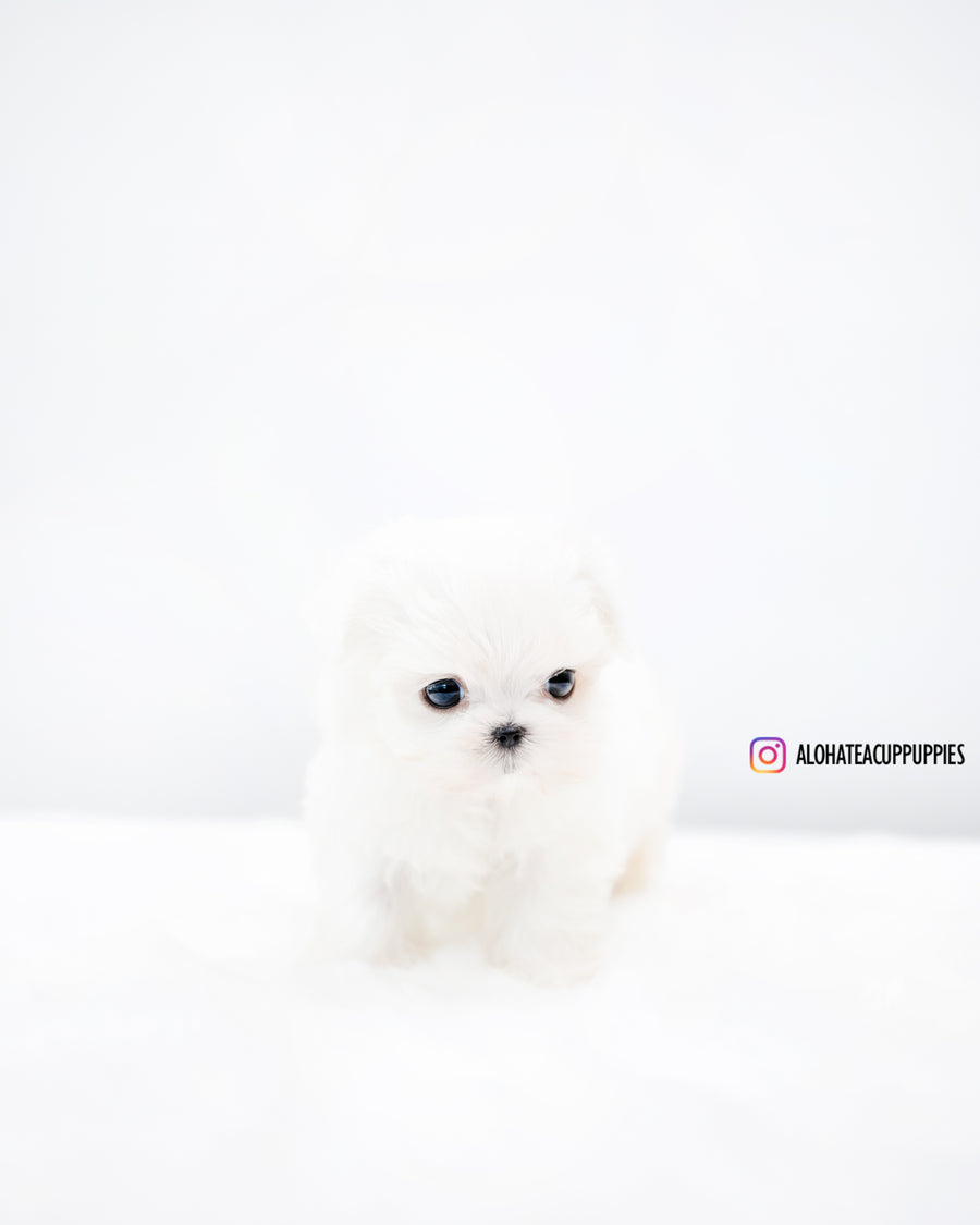 Evan [TEACUP MALTESE]