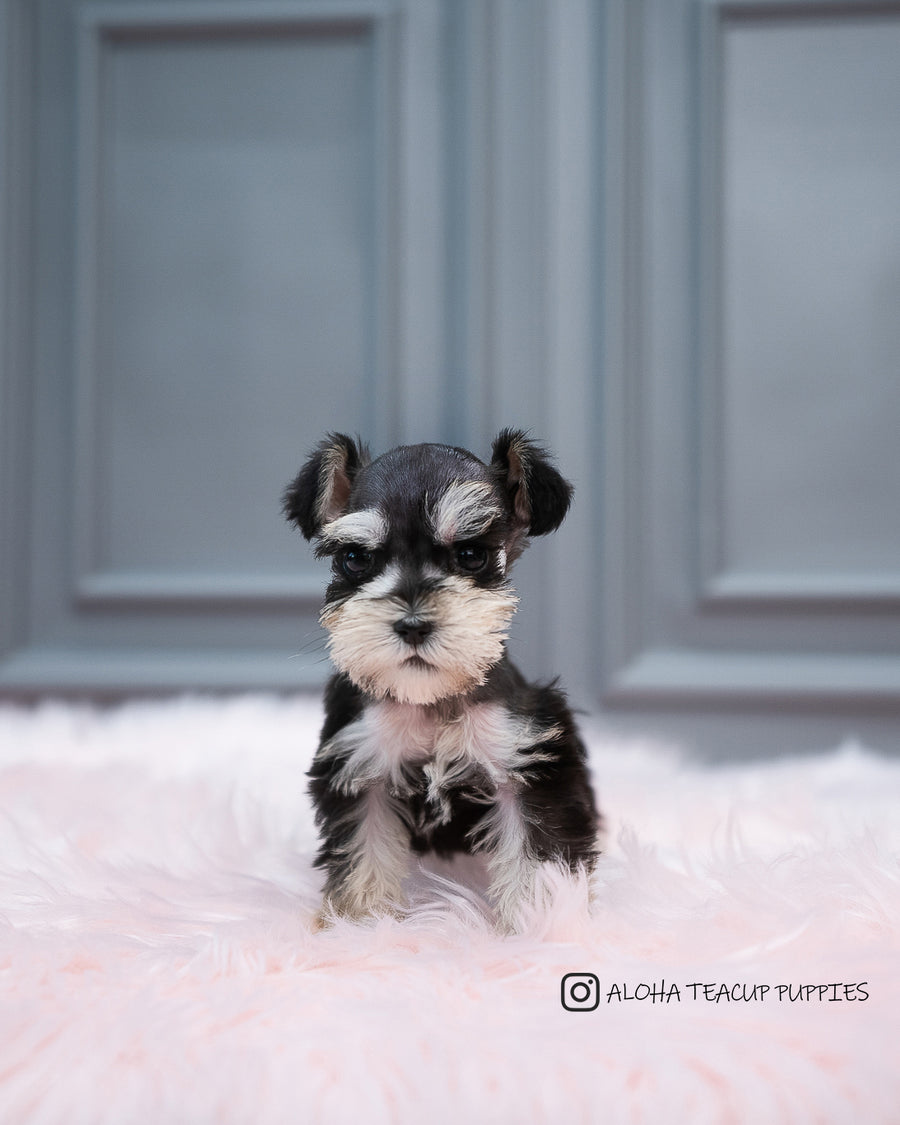 Cole [MINI Schnauze]