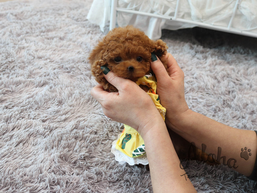 Hani [TEACUP POODLE]