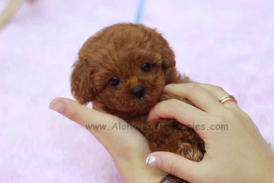 Sold to Lashawna, Teddy [Teacup Poodle]