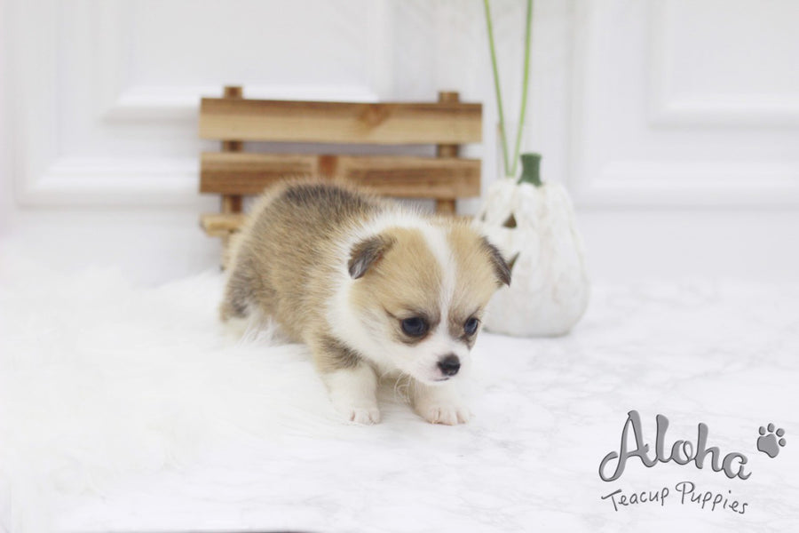 Sold to Tom, Cookie [TEACUP Welsh Corgi]