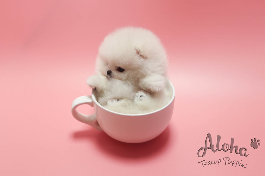 URUS [TEACUP POMERANIAN]