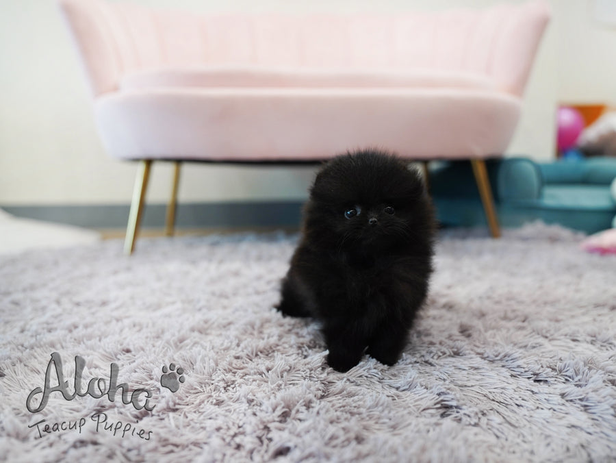 Lulu [TEACUP POMERANIAN]