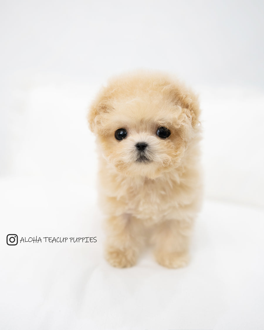 Teddy [TEACUP POODLE]